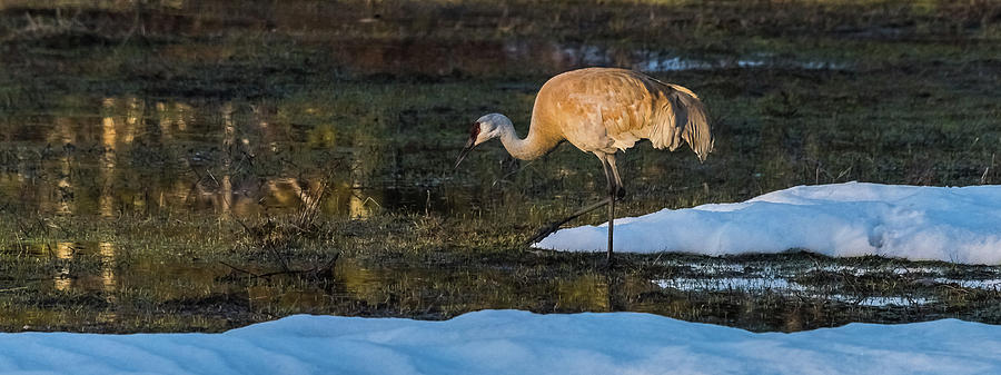 Sandhill Crane On Spring Night Photograph by Yeates Photography