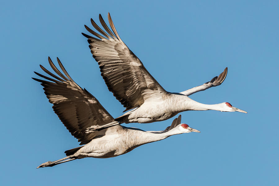 Sandhill Crane Pair 4 Pyrography by Robert Wrenn - Fine Art America