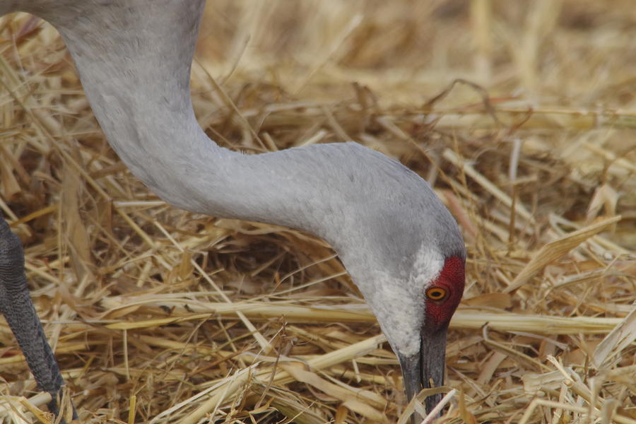 Sandhill Crane Pecking For Seeds Photograph