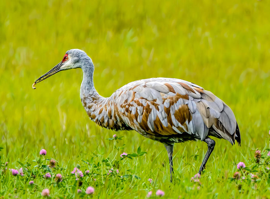 Sandhill Crane Photograph by Peter Ferris - Fine Art America