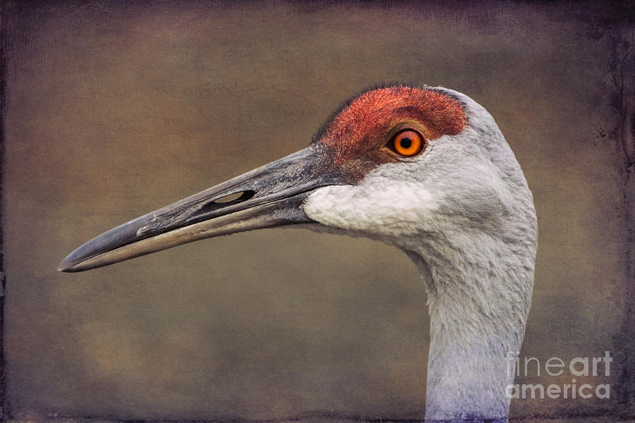 Sandhill Crane Portrait Photograph by Susan Grube - Fine Art America