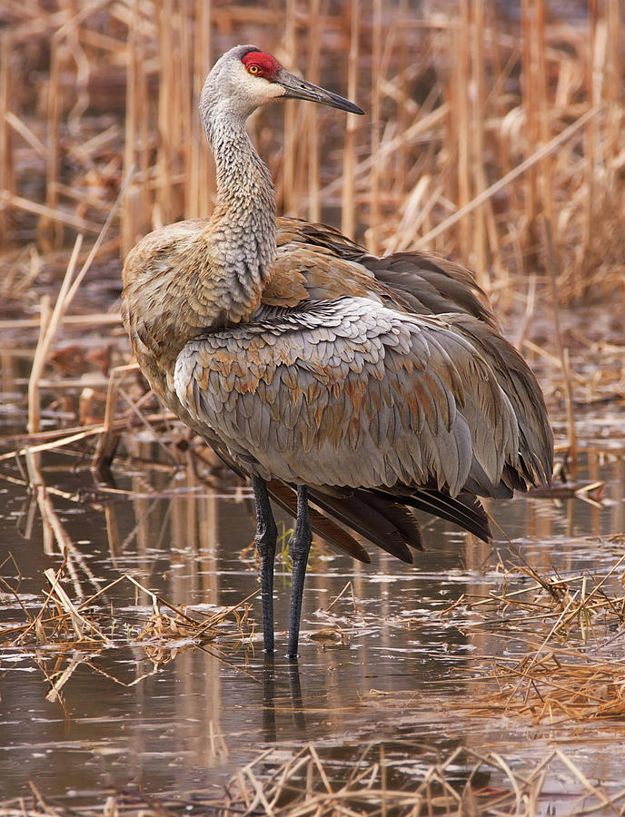 Sandhill Crane preening Photograph by Jayne Gulbrand - Fine Art America