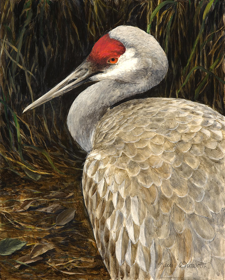 Sandhill Crane - Realistic Bird Wildlife Art Painting by K ...