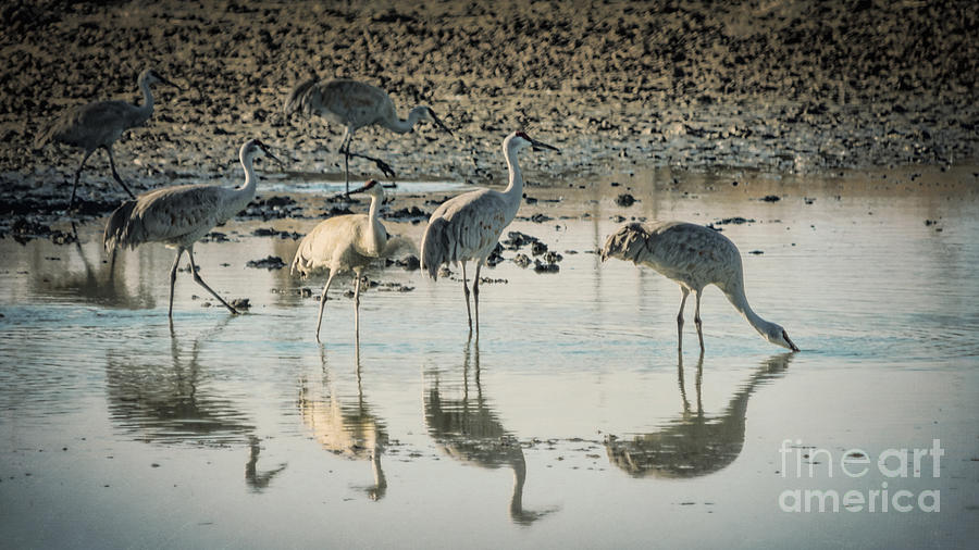 Wildlife Photograph - Sandhill Crane Reflections by Janice Pariza