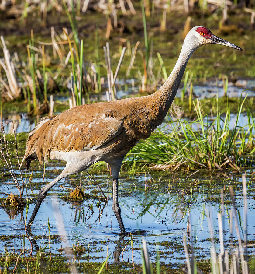 Sandhill Crane Photograph by Ricky L Jones - Fine Art America