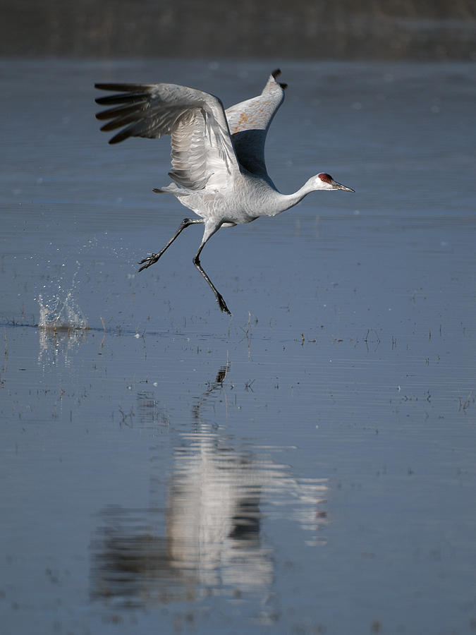 SandHill Crane running on water Photograph by Gary Langley