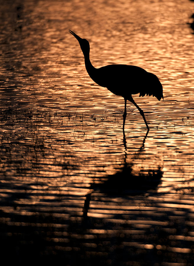 Sandhill Crane  silhouette Photograph by Gary Langley