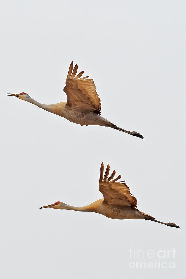 Sandhill Crane Soaring Photograph by Natural Focal Point Photography