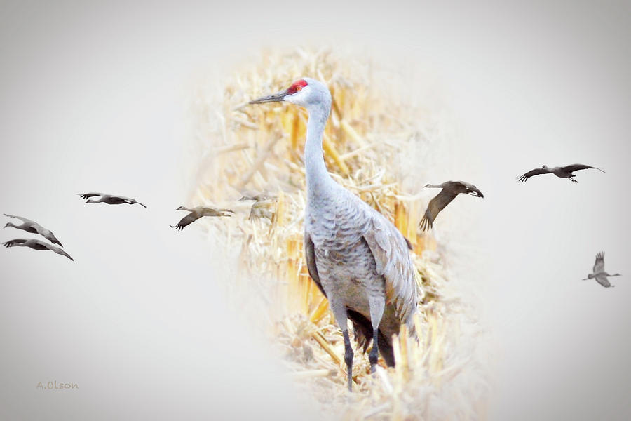 Crane Photograph - Sandhill Crane Spring Migration by Allen Olson