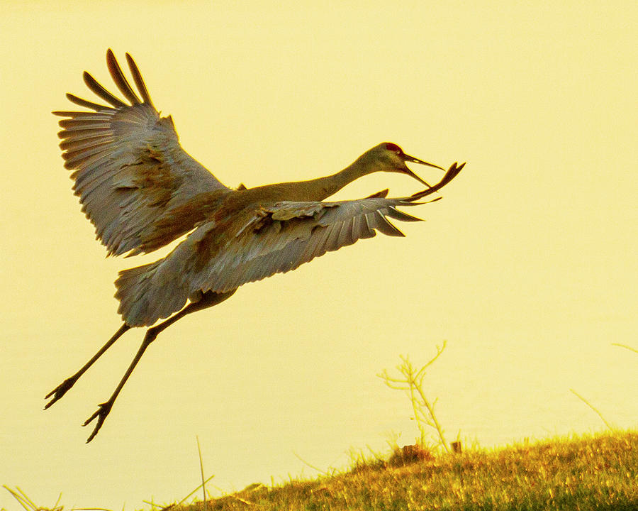 Sandhill Crane Photograph by Suanne Forster