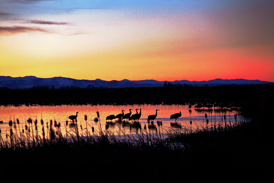 Sandhill Crane Sunrise Photograph by Mike Flynn
