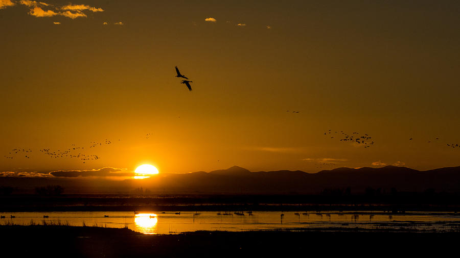 Sandhill Crane sunrise Photograph by Stephen Holst
