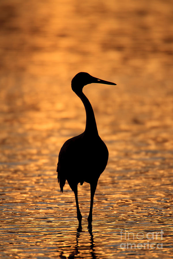 Sandhill Crane Sunset Silhouette I Photograph by Clarence Holmes