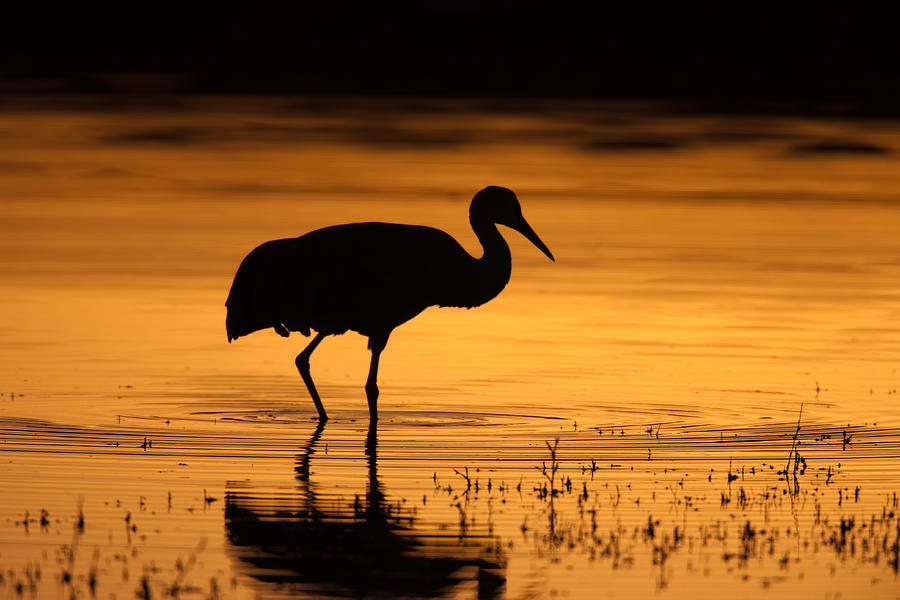Sandhill Crane Sunset Silhouette II Photograph by Clarence Holmes