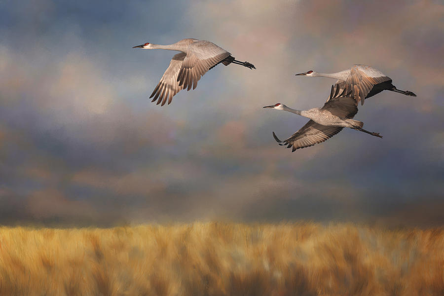 Bird Photograph - Sandhill Crane Trio In Flight 3 by SharaLee Art