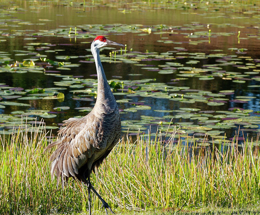 Sandhill Crane Walking Photograph by Sally Weigand