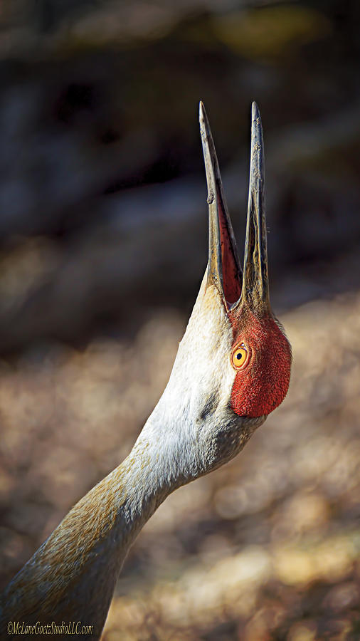 Animal Photograph - Sandhill Crane Whoop by LeeAnn McLaneGoetz McLaneGoetzStudioLLCcom