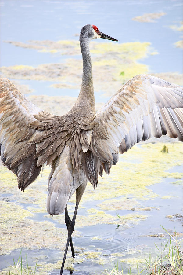 Bird Photograph - Sandhill Crane Wings by Carol Groenen