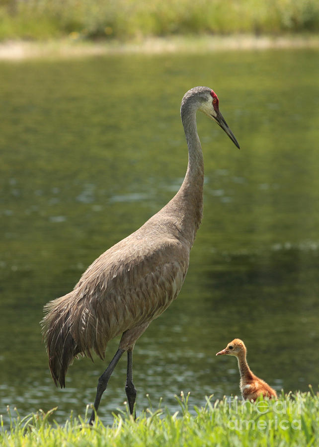 Sandhill Crane with Baby Chick Photograph by Carol Groenen