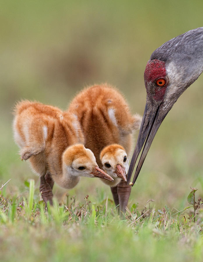 Crane Photograph - Sandhill Crane With Chicks by Alfred Forns
