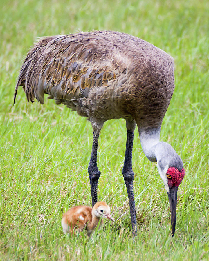 Sandhill Crane with Colt Photograph by Dawn Currie