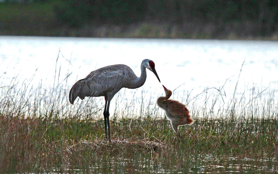 Sandhill Crane with Colt Photograph by Mercedes Martishius | Fine Art ...