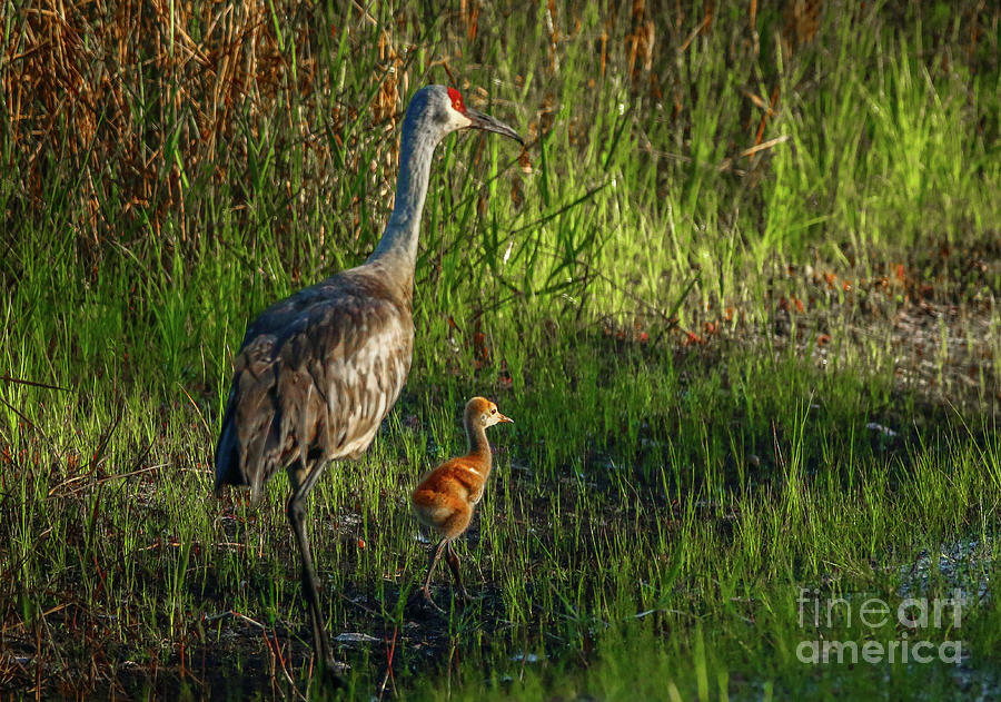 Sandhill Crane with Colt Photograph by Tom Claud