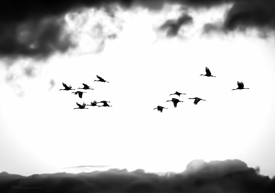 Sandhill Cranes #00 Photograph by Britt Runyon