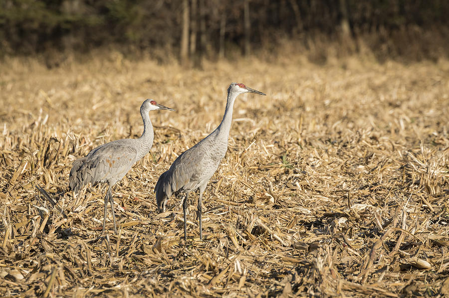 Sandhill Cranes  2015-2 Photograph by Thomas Young