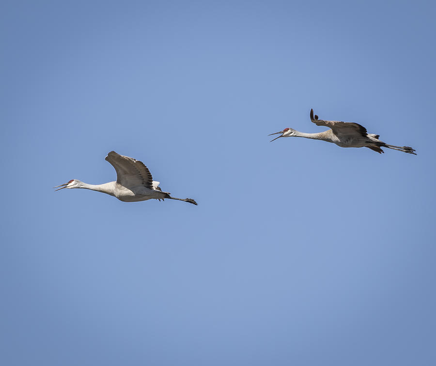 Sandhill Cranes 2015-3 Photograph by Thomas Young