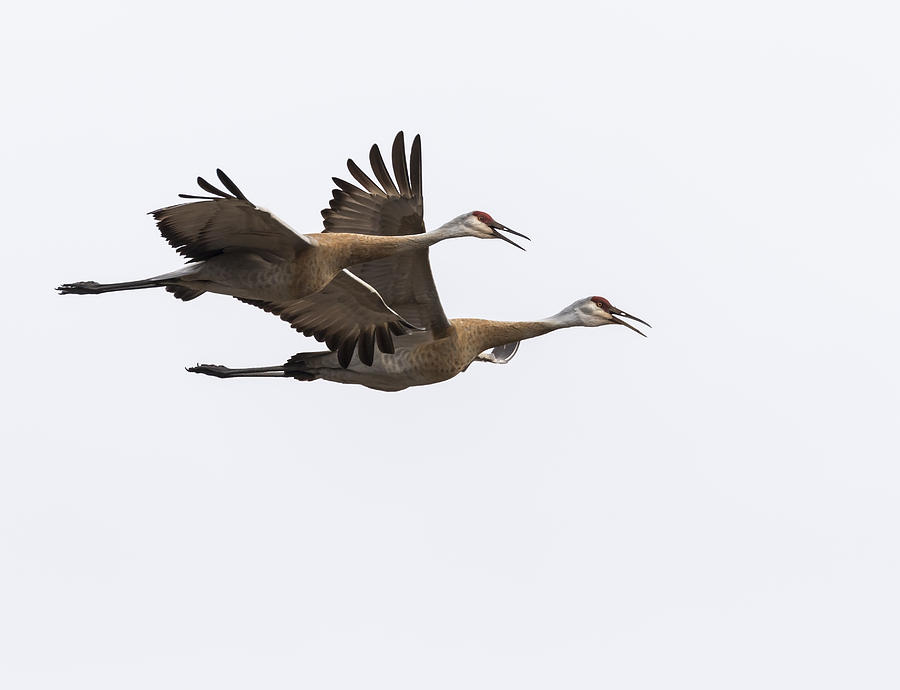 Sandhill Cranes 2016-1 Photograph by Thomas Young