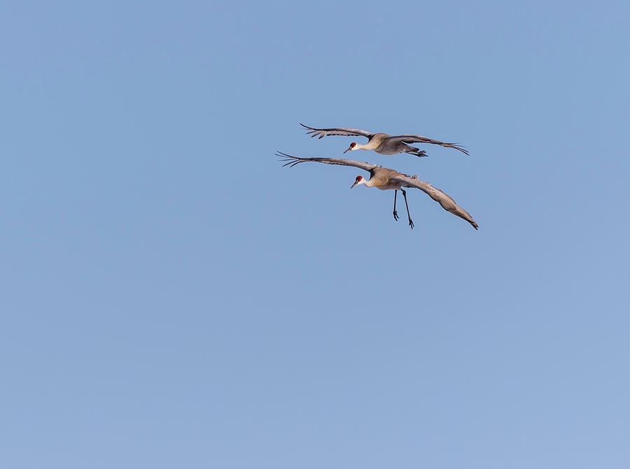 Sandhill Cranes 2018-2 Photograph by Thomas Young