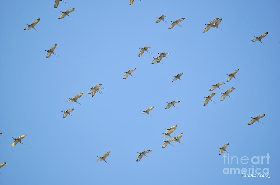 Bird Photograph - Sandhill Cranes 4 by Verana Stark