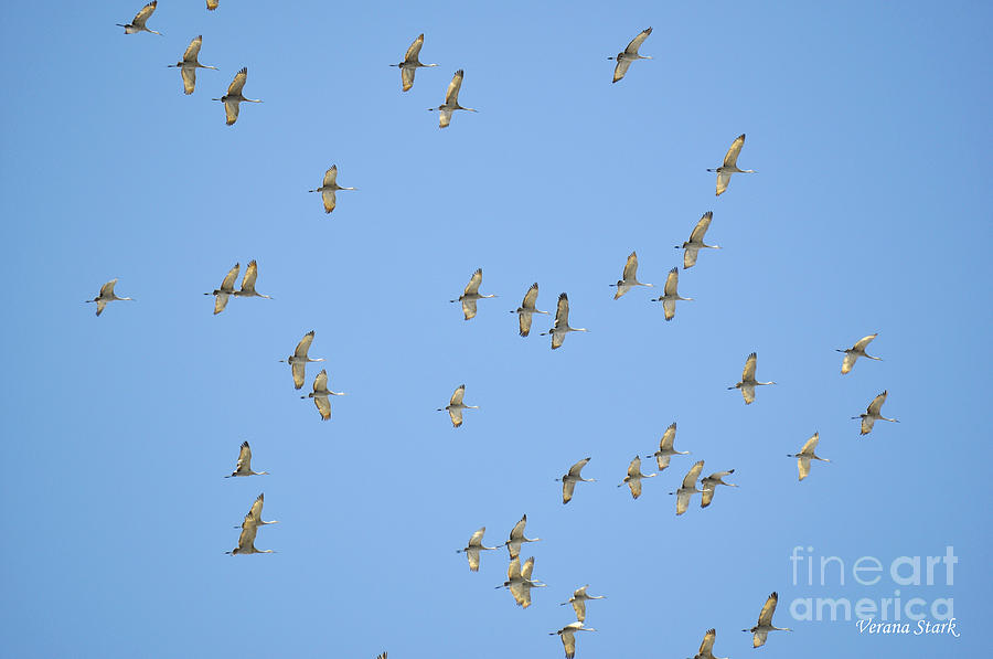 Bird Photograph - Sandhill Cranes 5 by Verana Stark