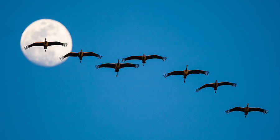 Sandhill Cranes and Full Moon Photograph by Jeff Phillippi