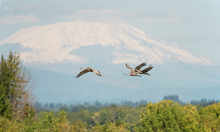 Sandhill Cranes and Mount St. Helens Photograph by Loree Johnson