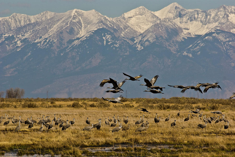 Sandhill Cranes at Monte Vista Photograph by Alan Bland