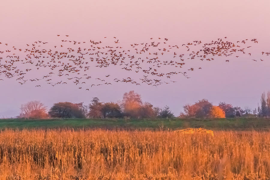 Sandhill Cranes at Sunset Photograph by Marc Crumpler