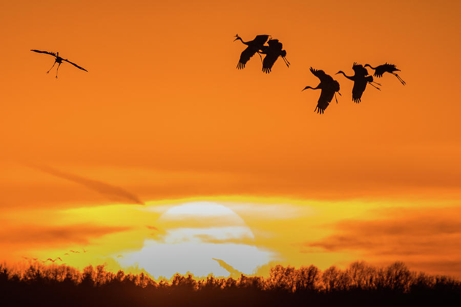 Sandhill Cranes at sunset 2 Photograph by Robert Wrenn | Fine Art America