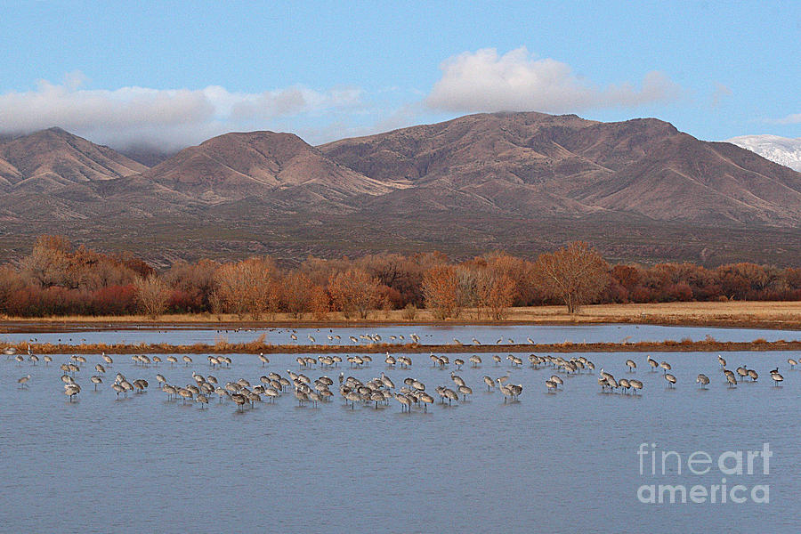 Sandhill Cranes Beneath The Mountains Of New Mexico Photograph by Max Allen