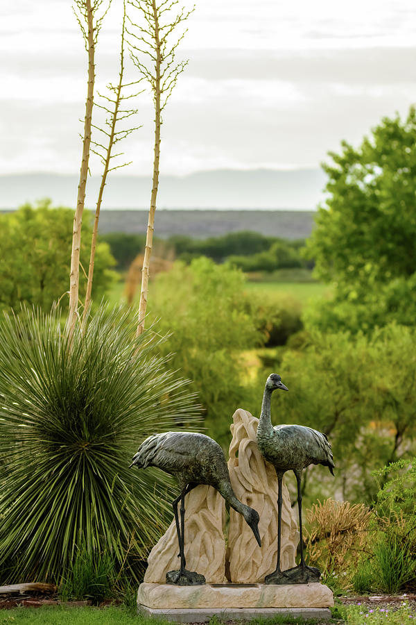 Sandhill Cranes Bronze - Bosque del Apache - New Mexico Photograph by Debra Martz