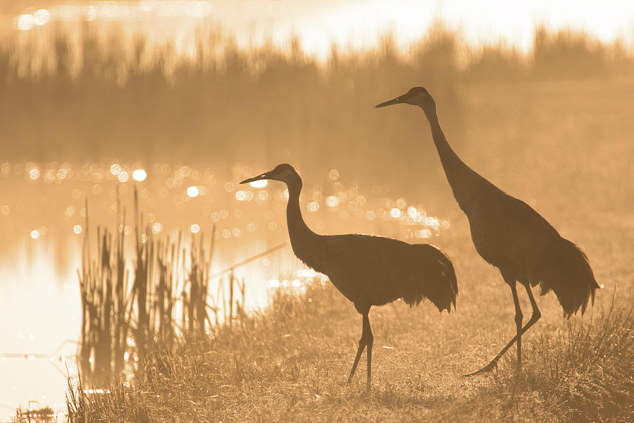 SandHill Cranes  Photograph by Brook Burling