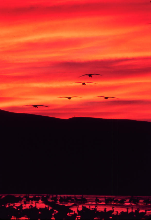 Sandhill Cranes - Bosque del Apache - NM Photograph by Steven Ralser