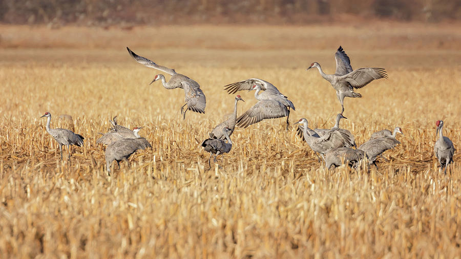 Sandhill Cranes Dancing Photograph by Susan Rissi Tregoning