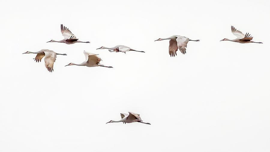 Sandhill Cranes by David Wynia Sandhill Cranes by David Wynia