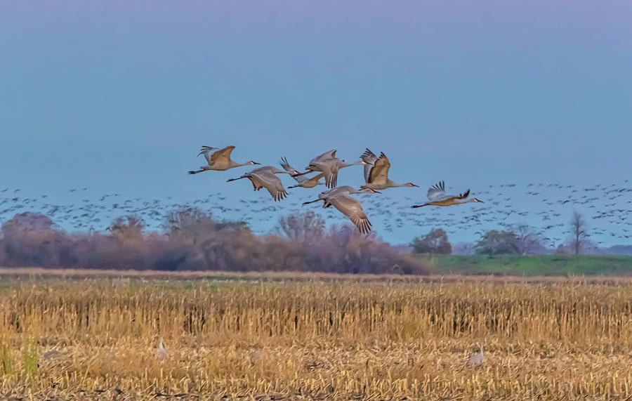 Sandhill Cranes Flying at Sunset Photograph by Marc Crumpler