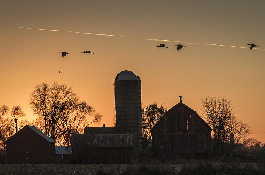 Sandhill Cranes Flying Into The Sunset 2015-1  Photograph by Thomas Young