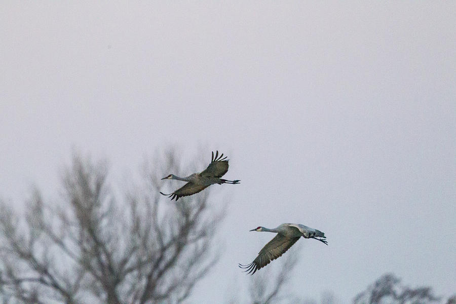 Sandhill Cranes Flying Photograph by Kathy Adams Clark