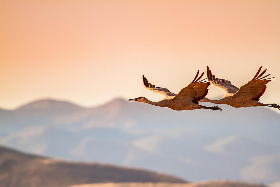 Landscape Photograph - Sandhill Cranes flying over New Mexico mountains - Bosque del Apache, New Mexico by Ellie Teramoto