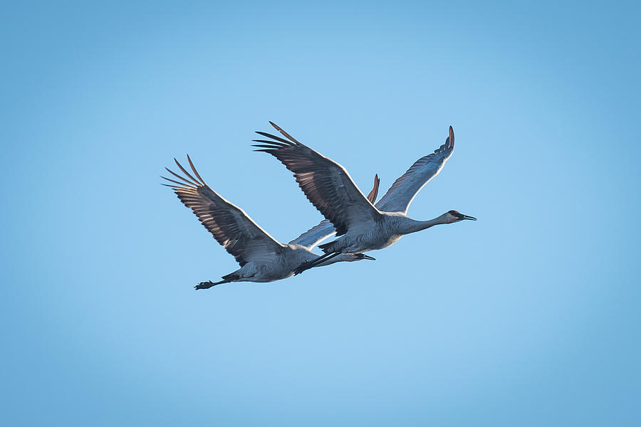 Sandhill cranes flying Photograph by Paul Freidlund